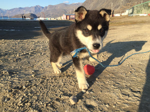 Nanuk