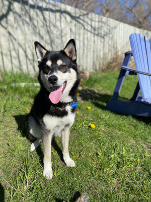 Nanuk