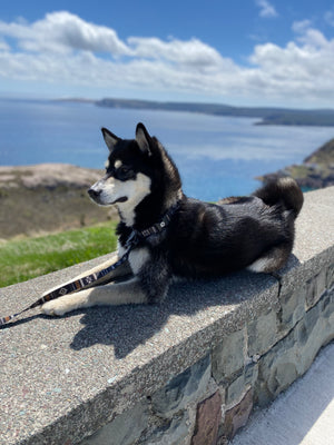 Nanuk